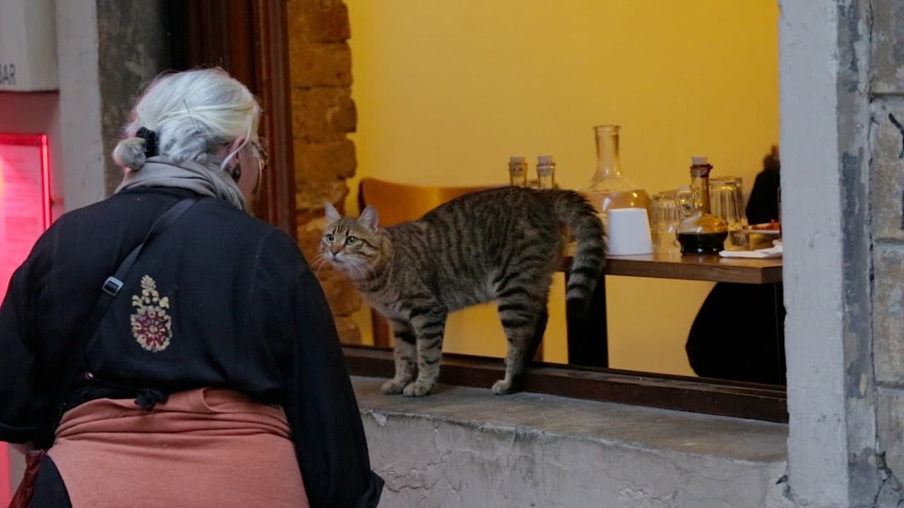 Kedi still 6