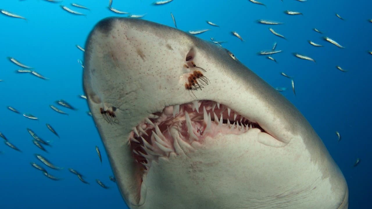 Deep Sea 3D still 2