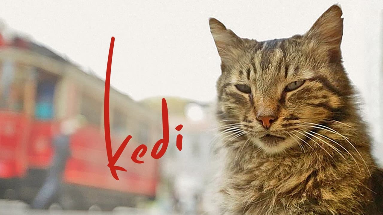 Kedi still 5