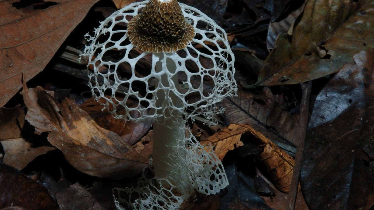 Fantastic Fungi still 3