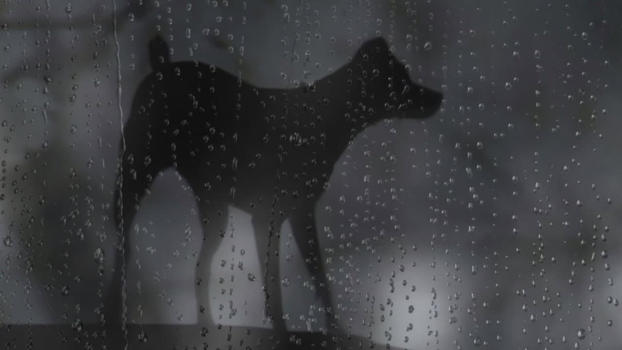 Heart of a Dog still 4