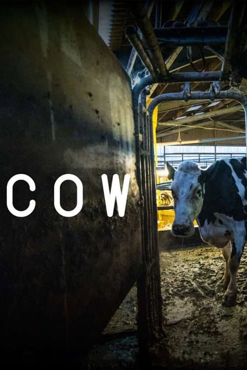 Cow still 8